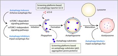 Chemical Screening Approaches Enabling Drug Discovery of Autophagy Modulators for Biomedical Applications in Human Diseases